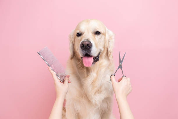 dog grooming service Nashville Mobile Dog Grooming